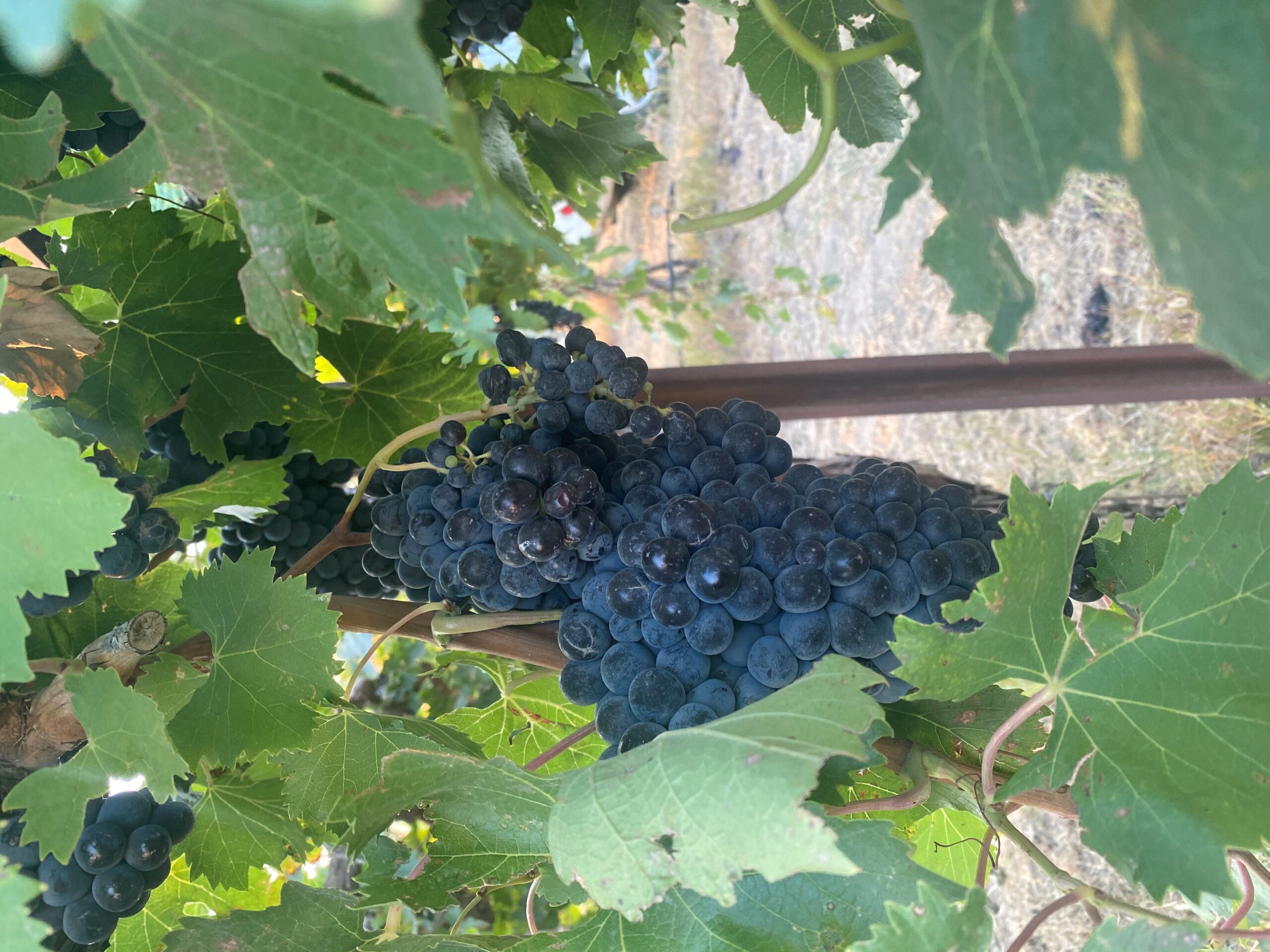 When is a vineyard ready for harvest?